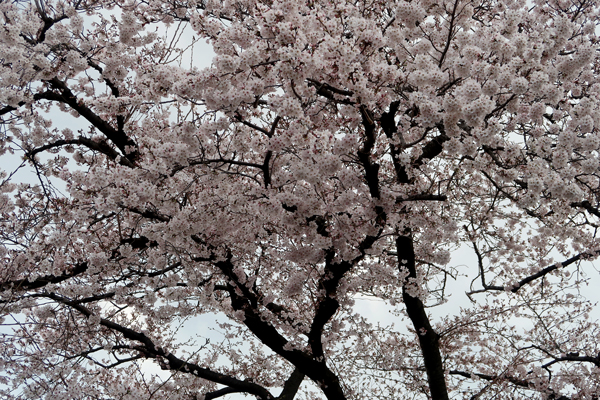 f:id:asamiouba:20190331182536j:plain
