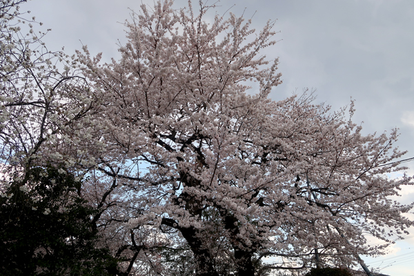 f:id:asamiouba:20190331182611j:plain