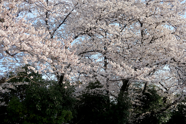 f:id:asamiouba:20200321133216j:plain