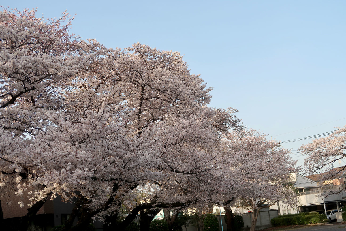 f:id:asamiouba:20210330000630j:plain