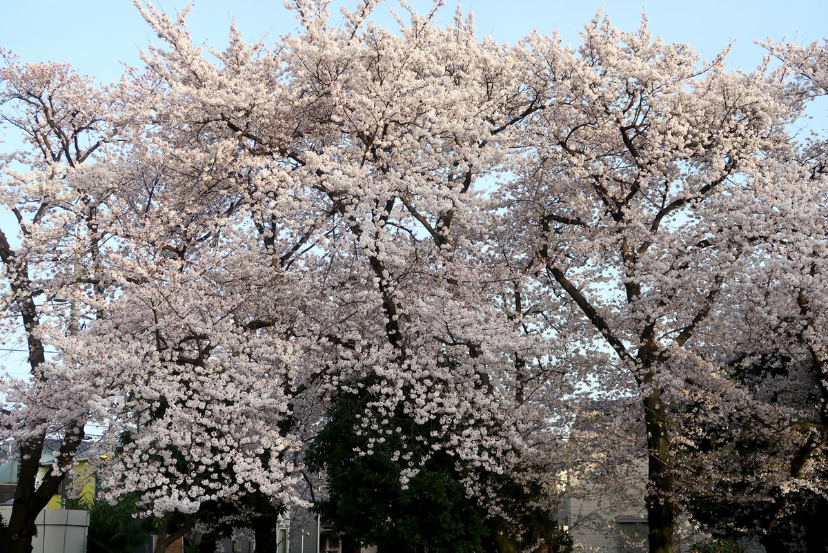 f:id:asamiouba:20210330000644j:plain