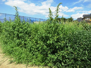 Photo_4