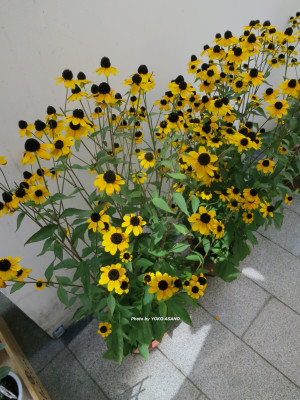 Pariya_130908_2