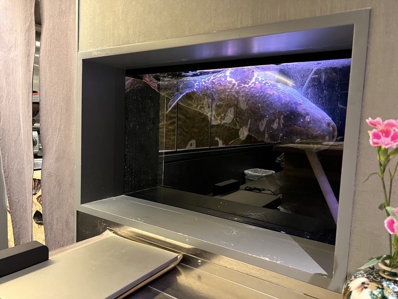 生け簀の中で泳ぐ巨大なふぐの画像