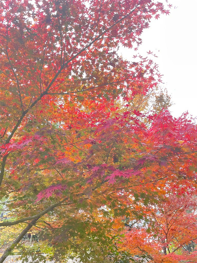 f:id:asanoha-manabiya:20241205180055j:image