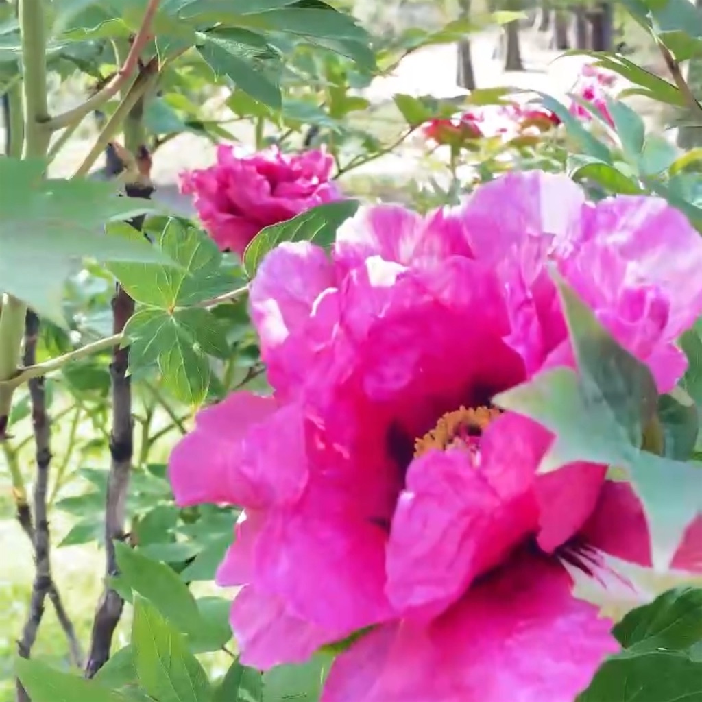 f:id:asanoha-manabiya:20250419105746j:image
