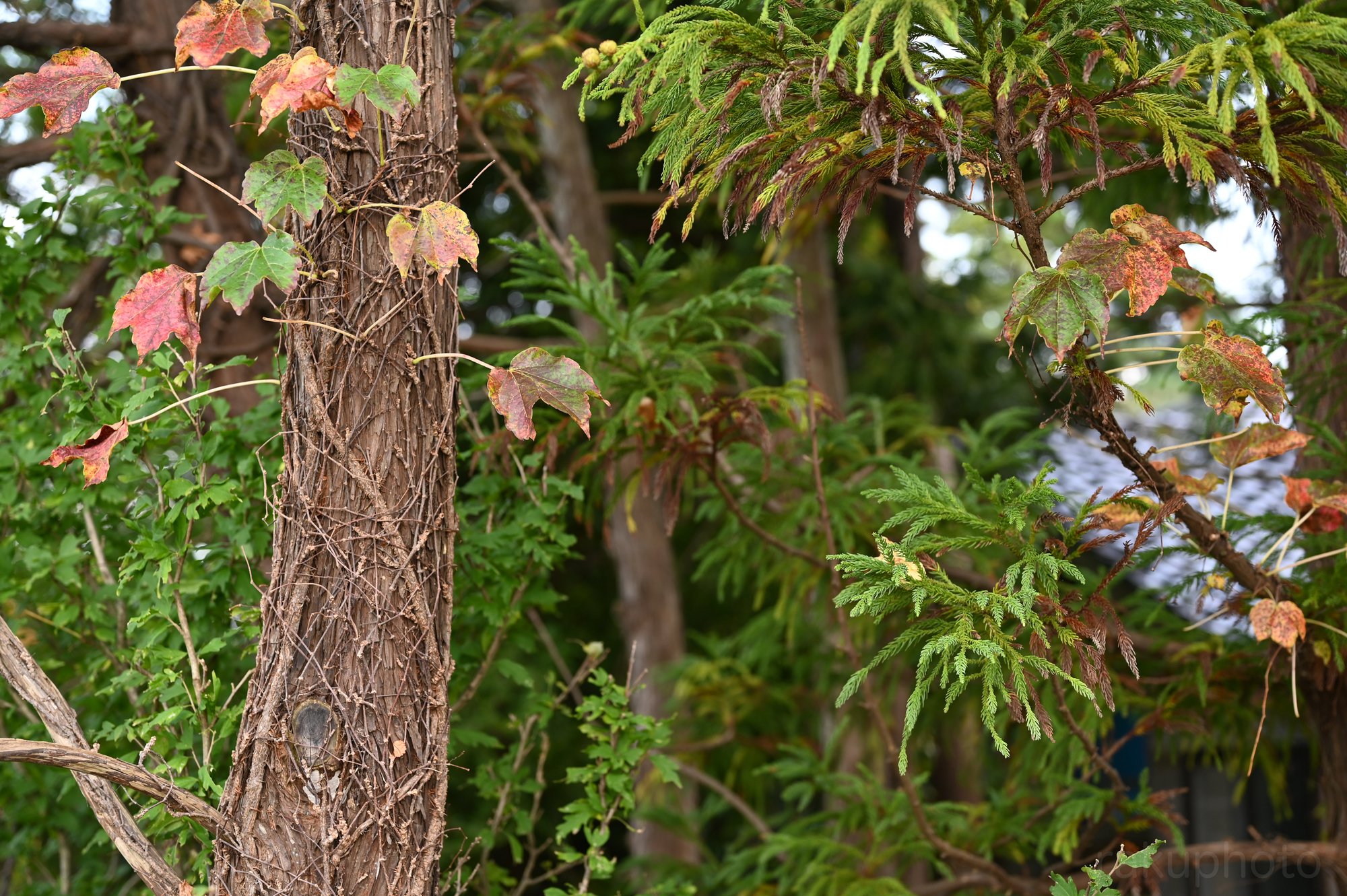 f:id:asanokawa:20190927193123j:plain f:id:asanokawa:20190927193123j:plain