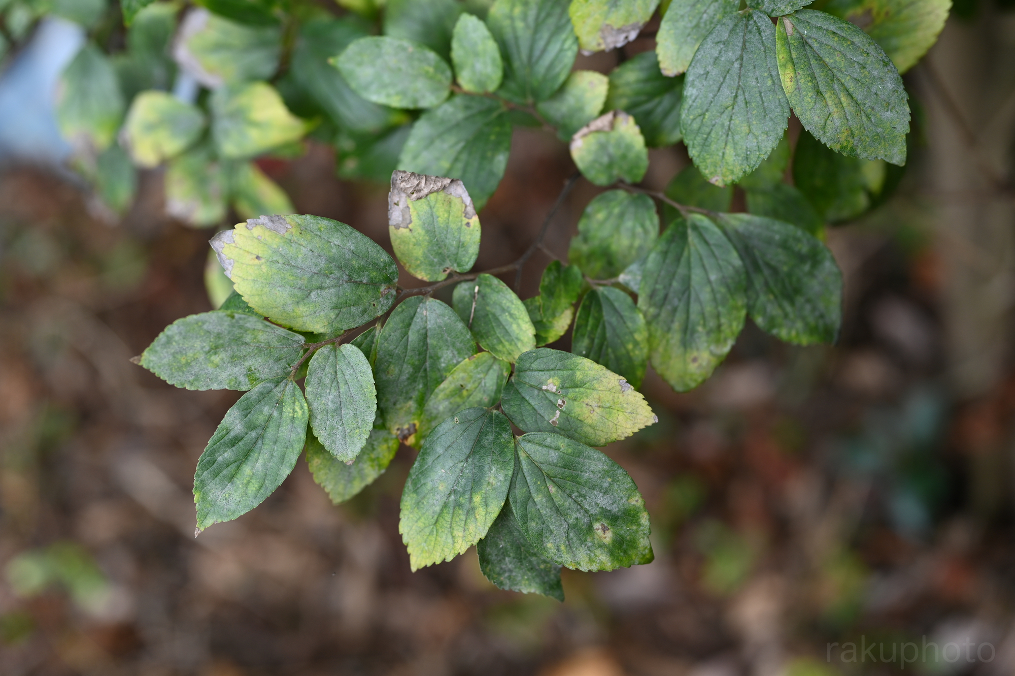 f:id:asanokawa:20190927193259j:plain f:id:asanokawa:20190927193259j:plain