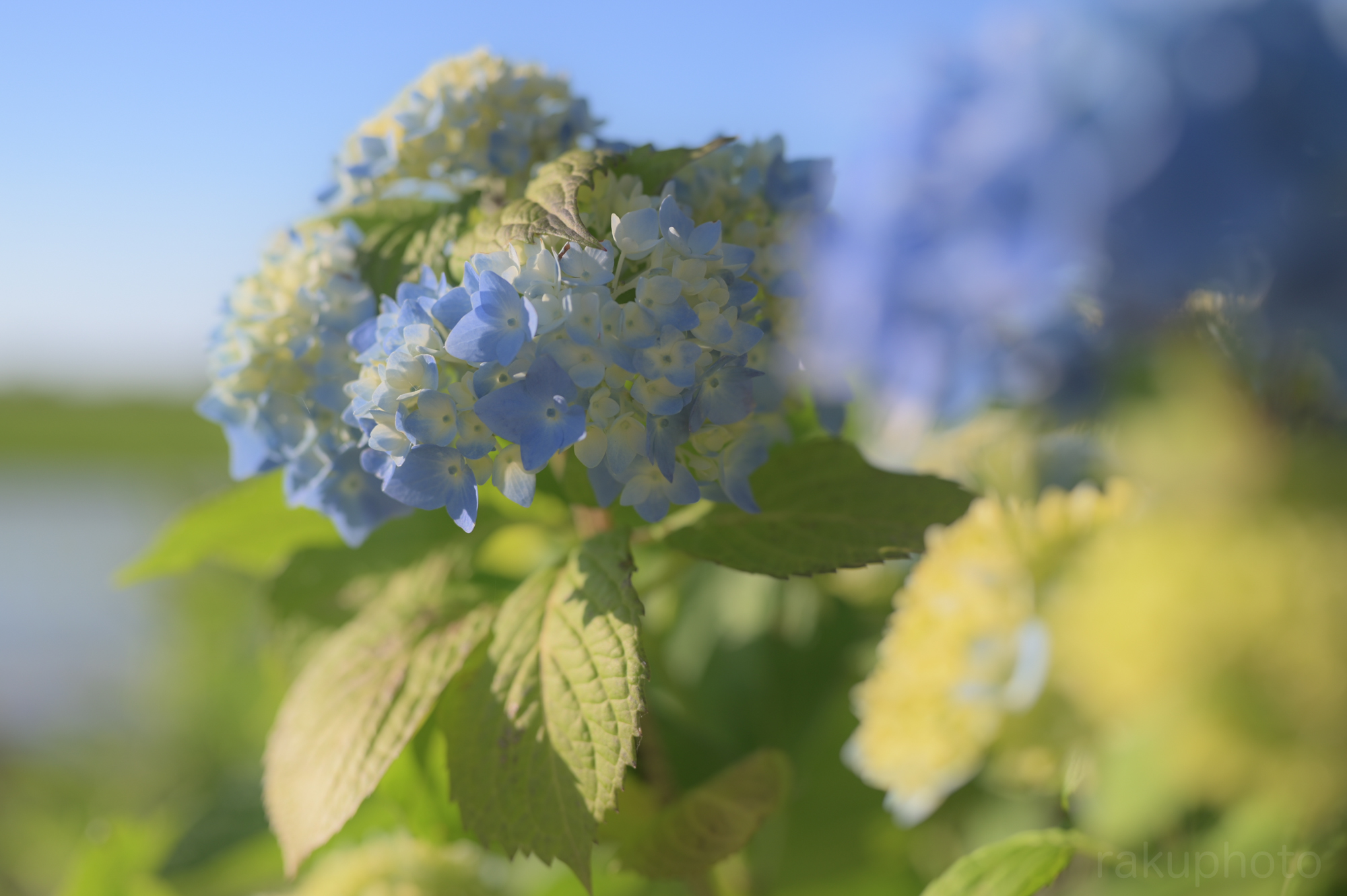 一株の紫陽花。Nikkor Z 50mm F1.8 S - らくふぉと。