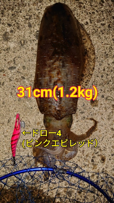 夜はドロー4でアオリイカ つり具センターあさの 夜はドロー4でアオリイカ つり具センターあさの