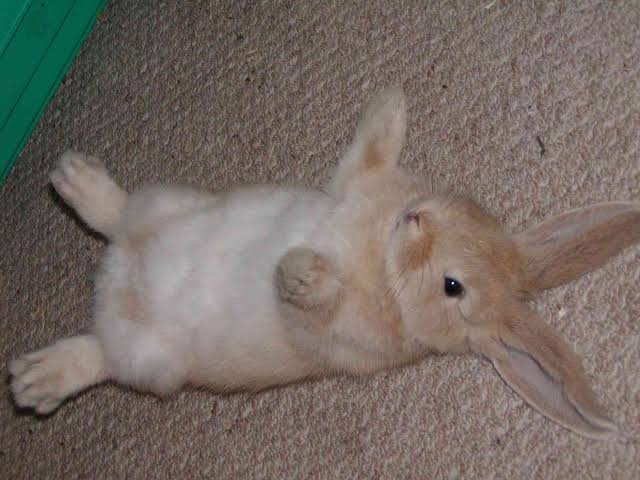 ばんざーい あさお うさぎlove