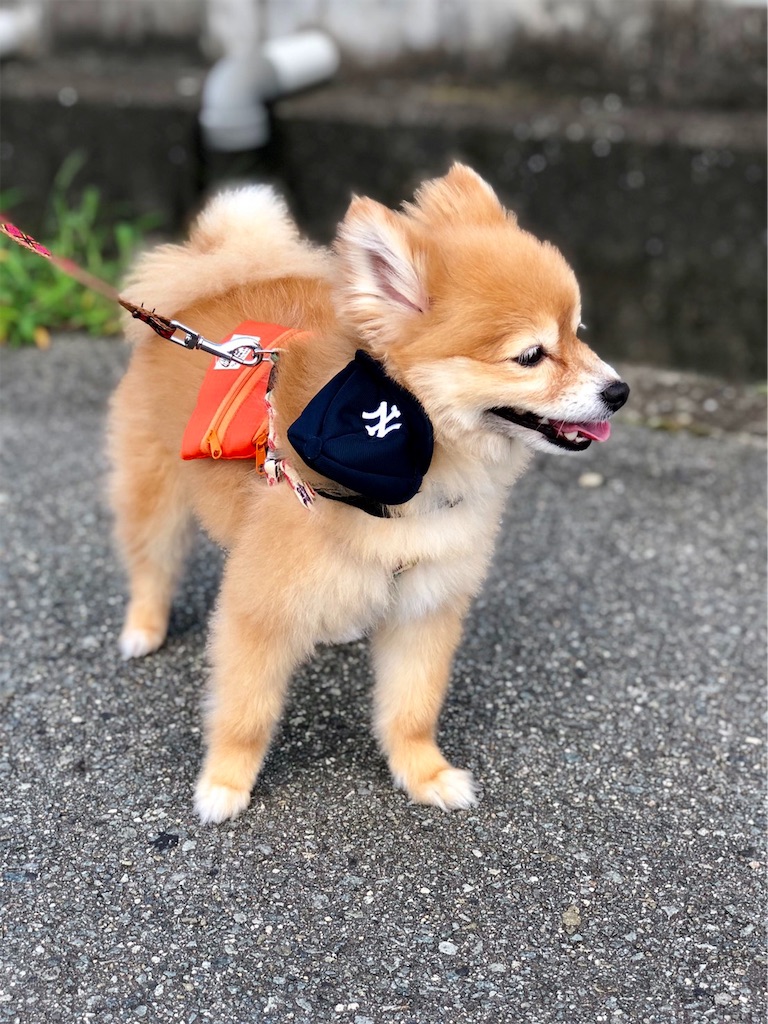 f:id:asapon-namber9:20190922232112j:image