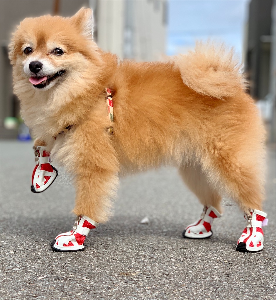 f:id:asapon-namber9:20190922232907j:image