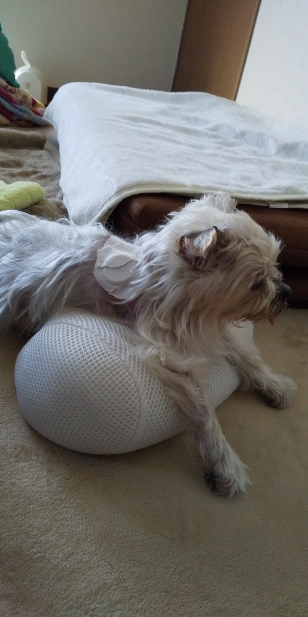 動物病院へはもう行かない 人生楽ありゃ 苦もあった いや 苦が多い 動物病院へはもう行かない 人生楽ありゃ 苦もあった いや 苦が多い