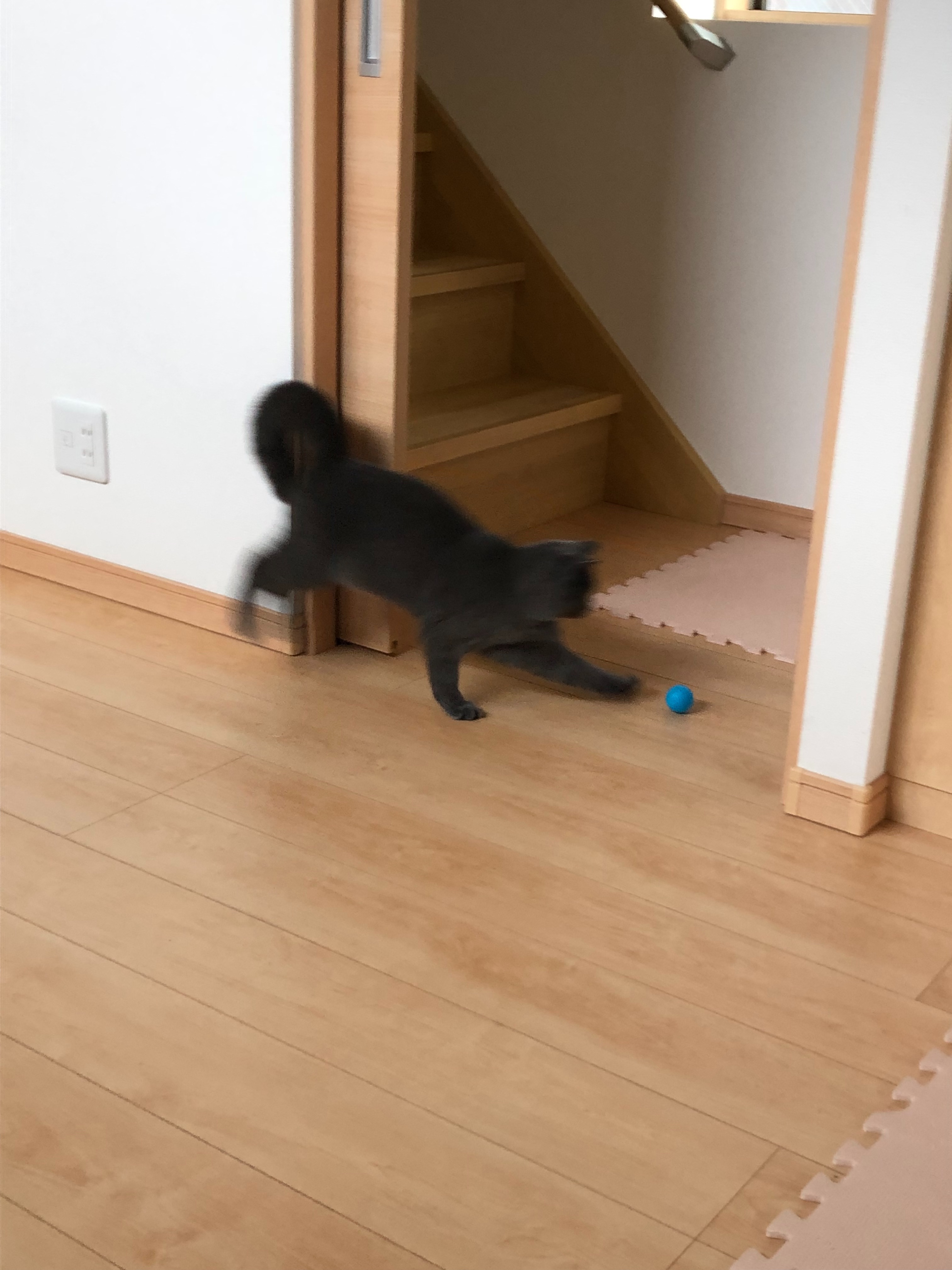 f:id:asarinokaasan:20210619214547j:image f:id:asarinokaasan:20210619214547j:image