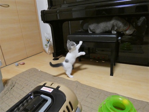 f:id:asarinokaasan:20230718091402j:image f:id:asarinokaasan:20230718091402j:image