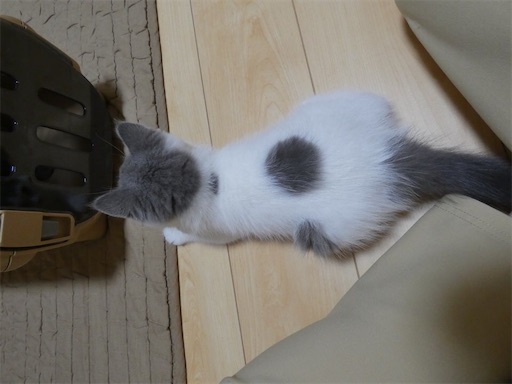 f:id:asarinokaasan:20230725220145j:image