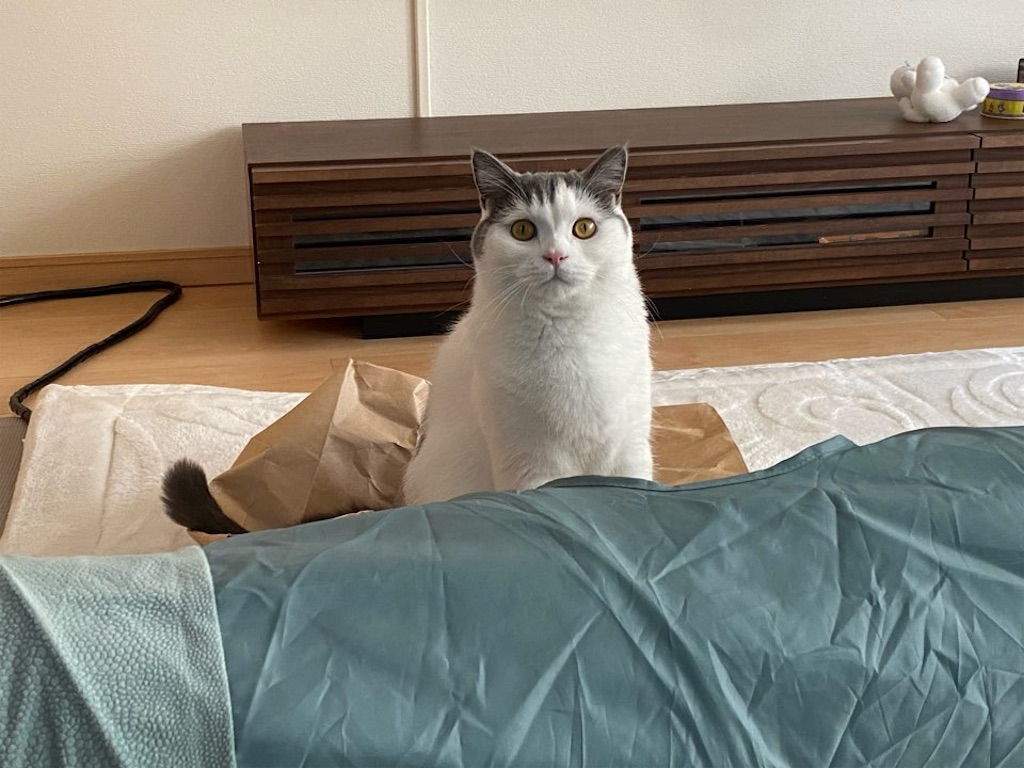 f:id:asarinokaasan:20251128111027j:image f:id:asarinokaasan:20251128111027j:image