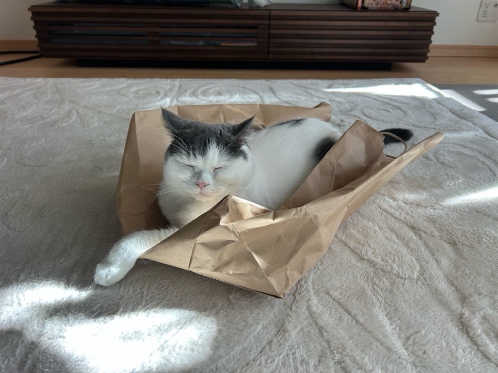 f:id:asarinokaasan:20251128111034j:image f:id:asarinokaasan:20251128111034j:image