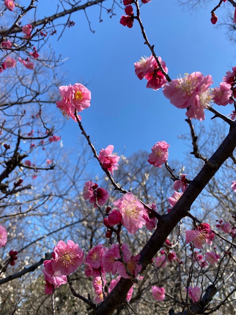 f:id:asarinokaasan:20260301171148j:image