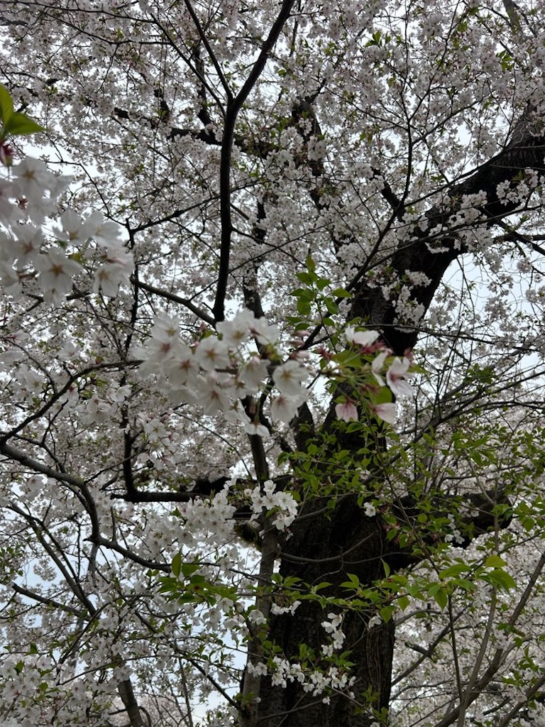 f:id:asarinokaasan:20260405174826j:image