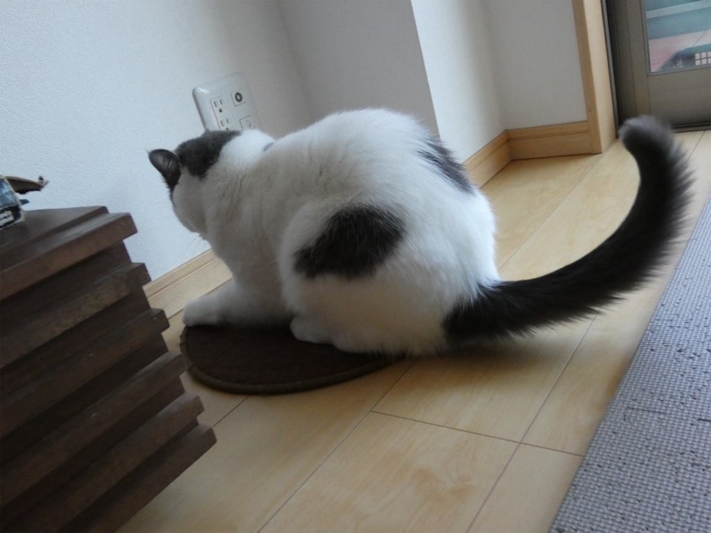 f:id:asarinokaasan:20260521224337j:image
