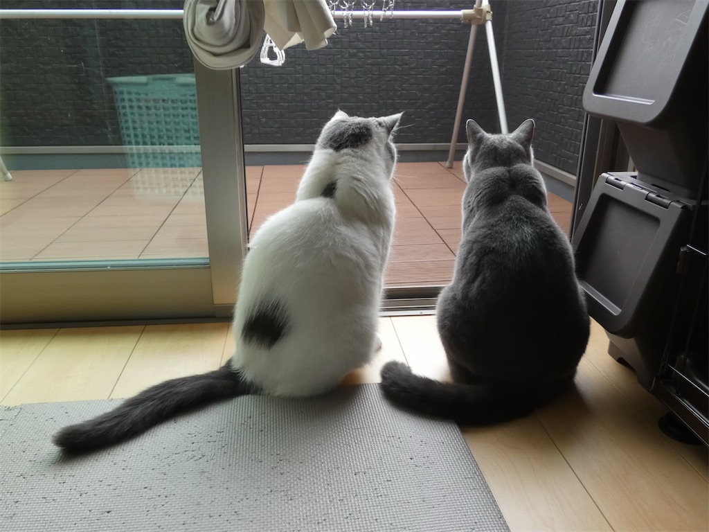 f:id:asarinokaasan:20260602115901j:image