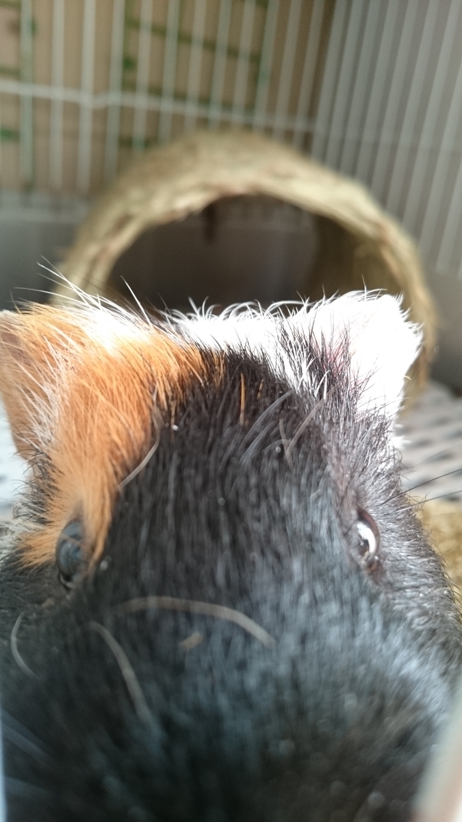 f:id:asarinomisosoup:20191230234655j:plain