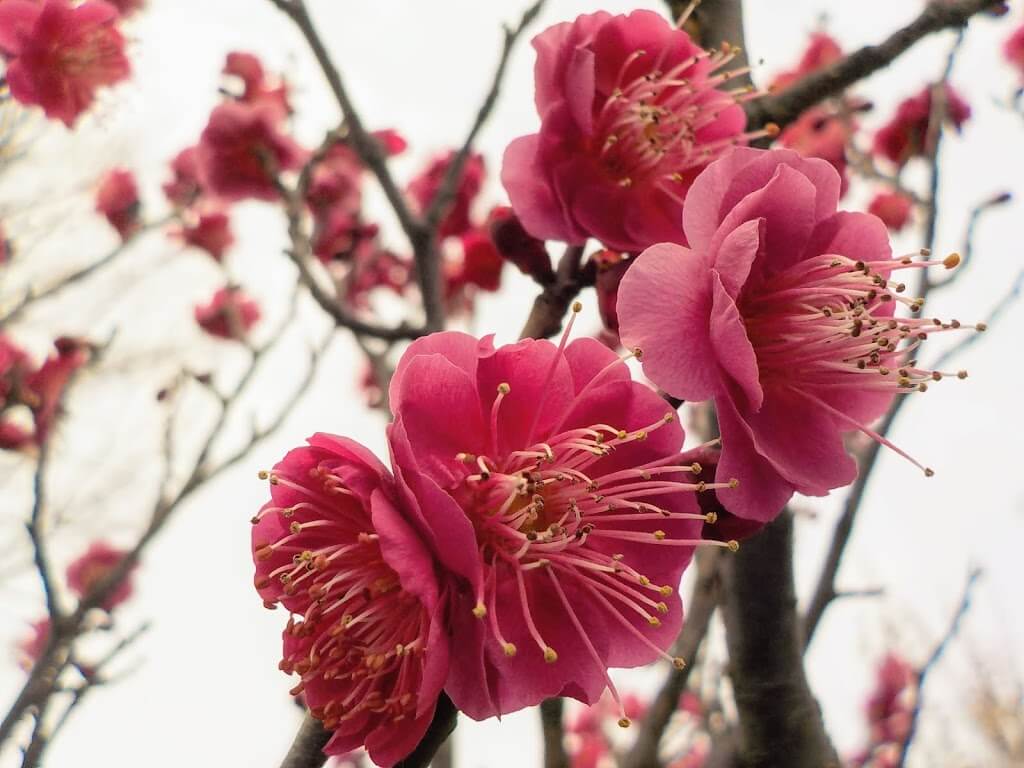 f:id:asasikibu:20190216000347j:plain f:id:asasikibu:20190216000347j:plain