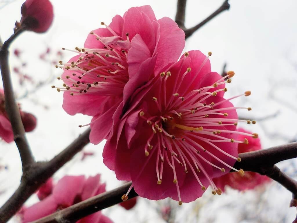 f:id:asasikibu:20190216000350j:plain f:id:asasikibu:20190216000350j:plain