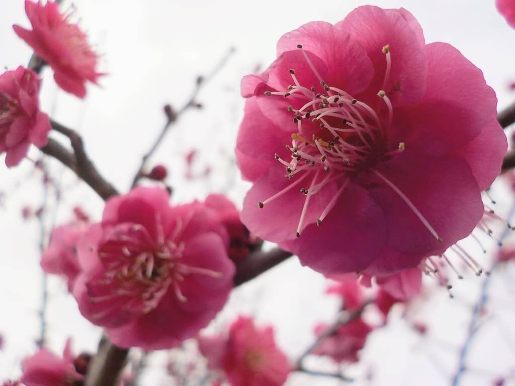 f:id:asasikibu:20190216000352j:plain f:id:asasikibu:20190216000352j:plain