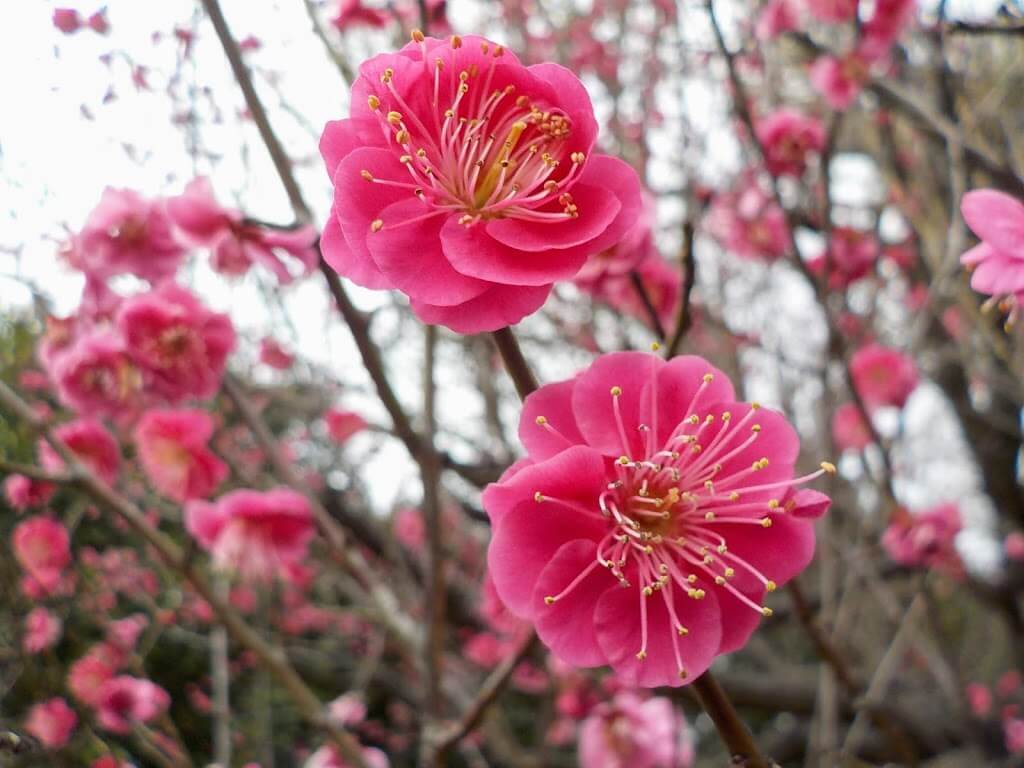 f:id:asasikibu:20190216000359j:plain f:id:asasikibu:20190216000359j:plain