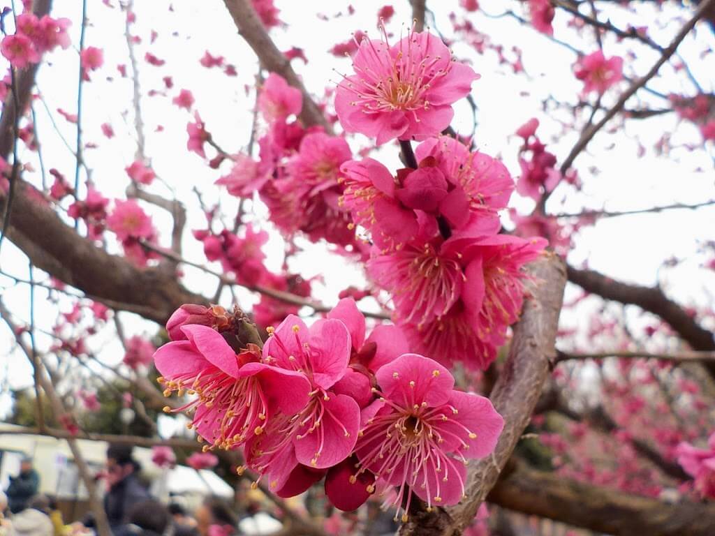 f:id:asasikibu:20190216000409j:plain f:id:asasikibu:20190216000409j:plain