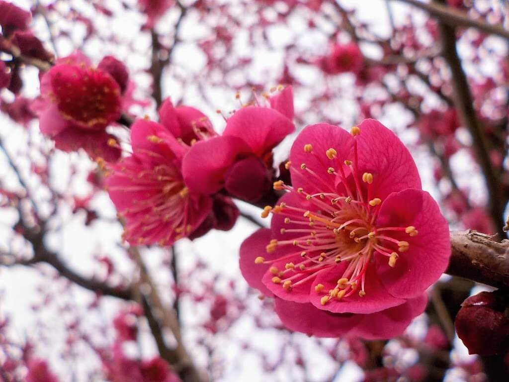f:id:asasikibu:20190216000426j:plain f:id:asasikibu:20190216000426j:plain