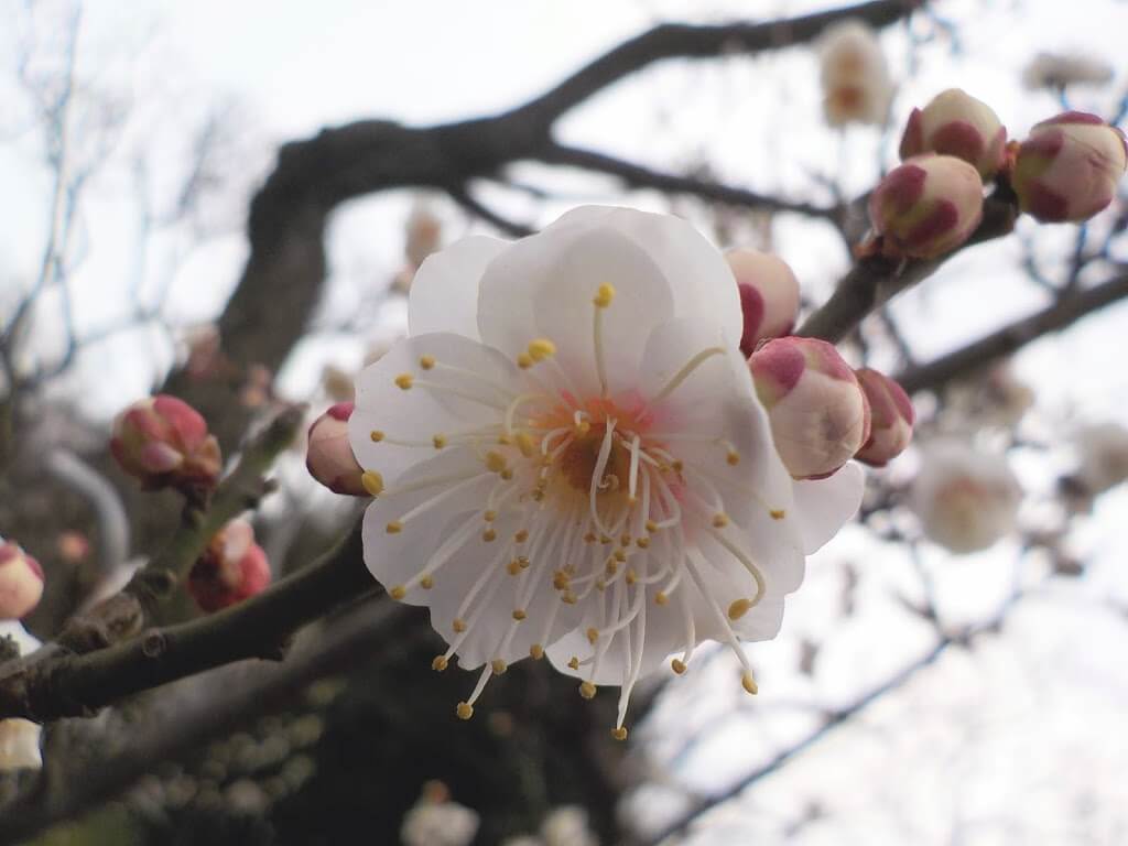 f:id:asasikibu:20190216000455j:plain f:id:asasikibu:20190216000455j:plain