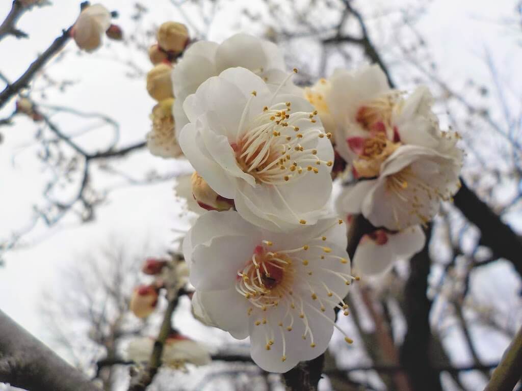 f:id:asasikibu:20190216000457j:plain f:id:asasikibu:20190216000457j:plain