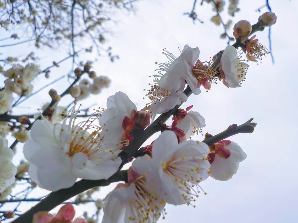 f:id:asasikibu:20190216000501j:plain f:id:asasikibu:20190216000501j:plain
