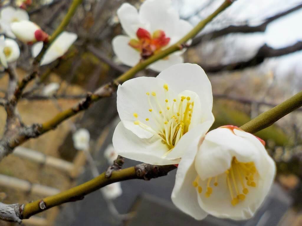 f:id:asasikibu:20190216000503j:plain f:id:asasikibu:20190216000503j:plain