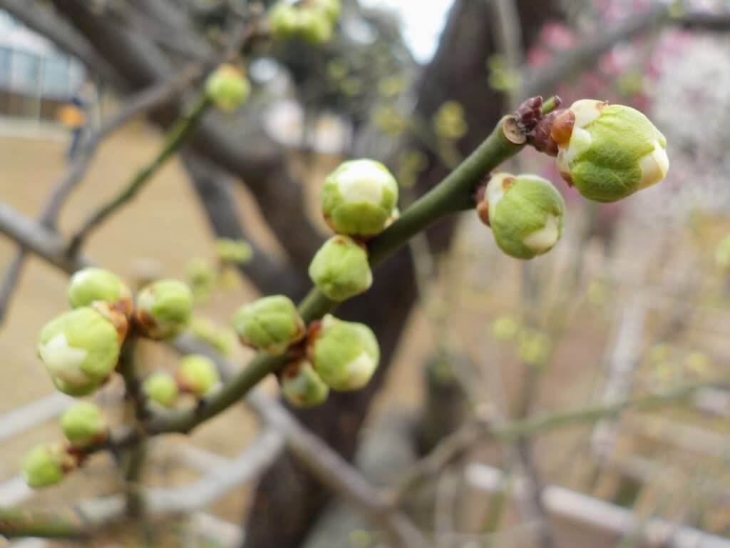 f:id:asasikibu:20190216000506j:plain f:id:asasikibu:20190216000506j:plain