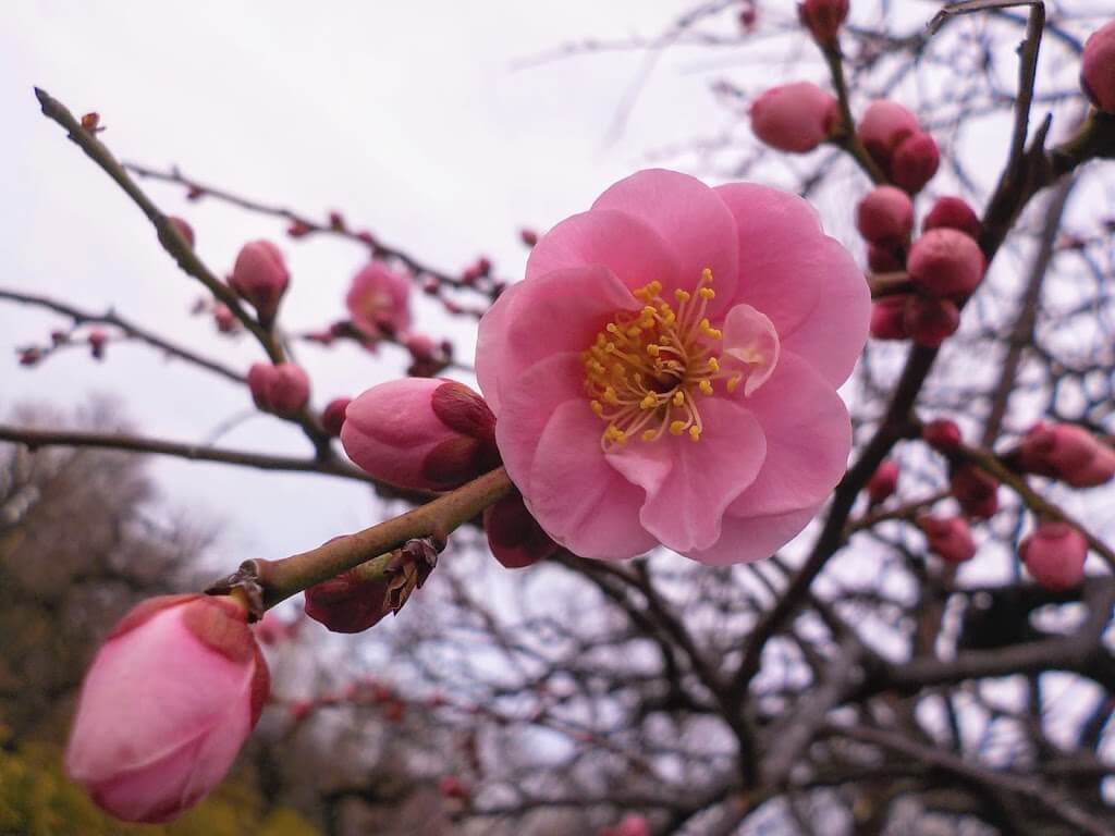 f:id:asasikibu:20190216000522j:plain f:id:asasikibu:20190216000522j:plain