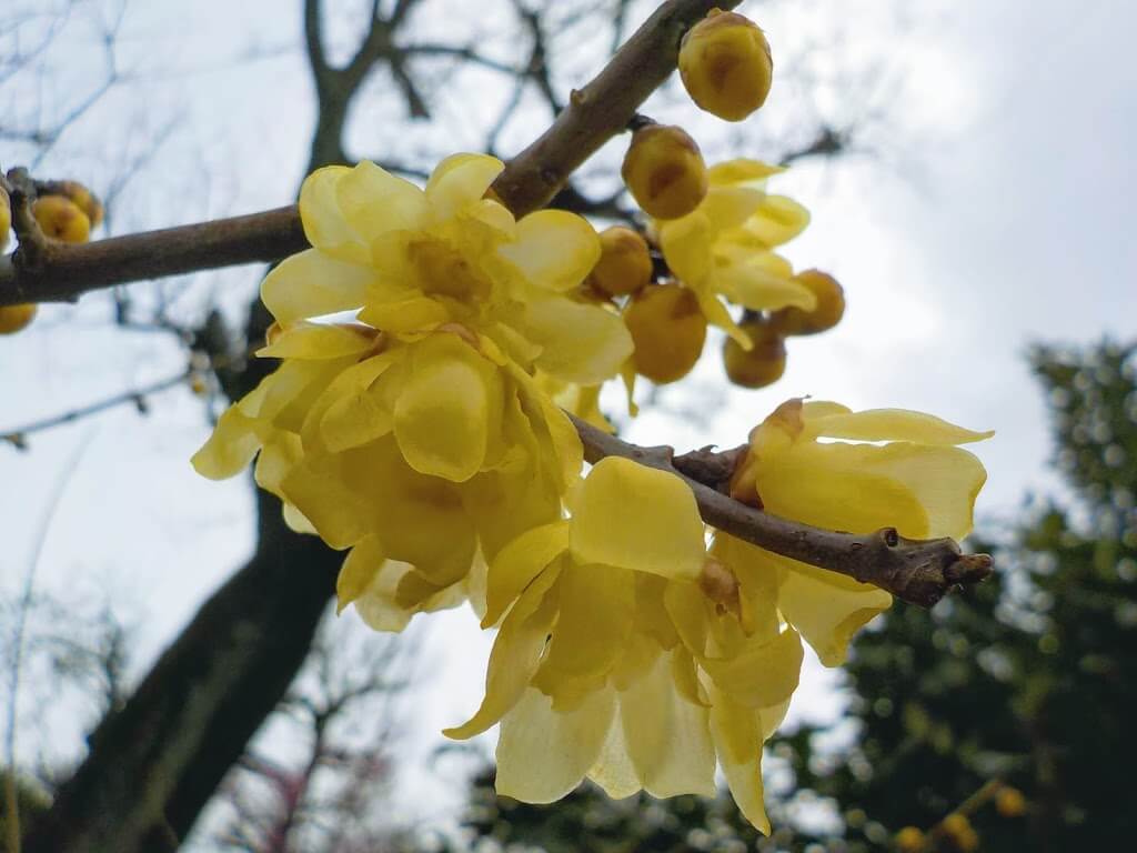 f:id:asasikibu:20190216000546j:plain f:id:asasikibu:20190216000546j:plain