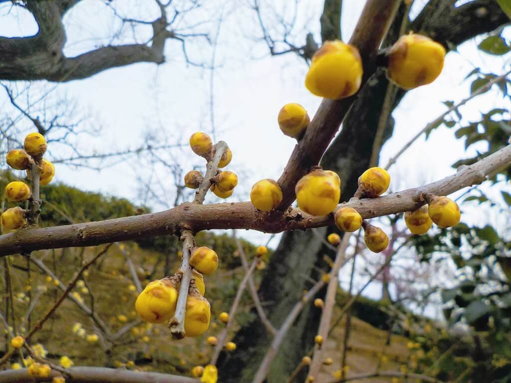 f:id:asasikibu:20190216000549j:plain f:id:asasikibu:20190216000549j:plain