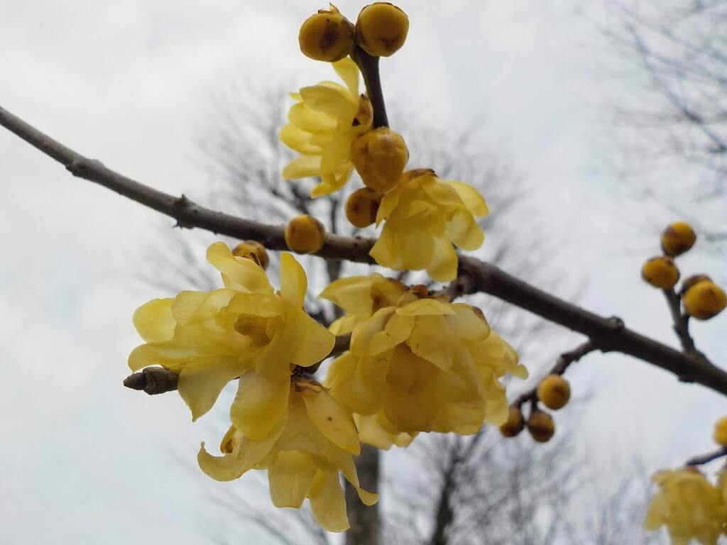 f:id:asasikibu:20190216000551j:plain f:id:asasikibu:20190216000551j:plain
