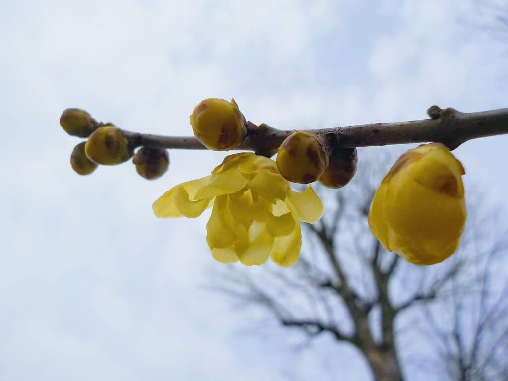 f:id:asasikibu:20190216000556j:plain f:id:asasikibu:20190216000556j:plain