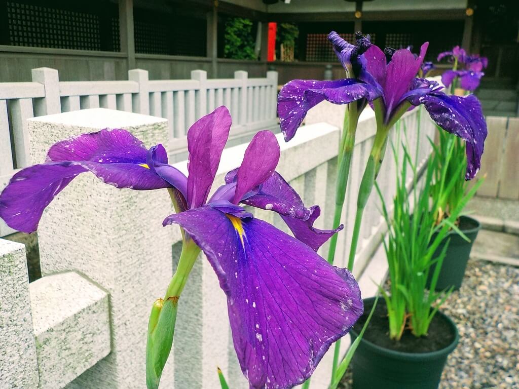 f:id:asasikibu:20190707182027j:plain f:id:asasikibu:20190707182027j:plain