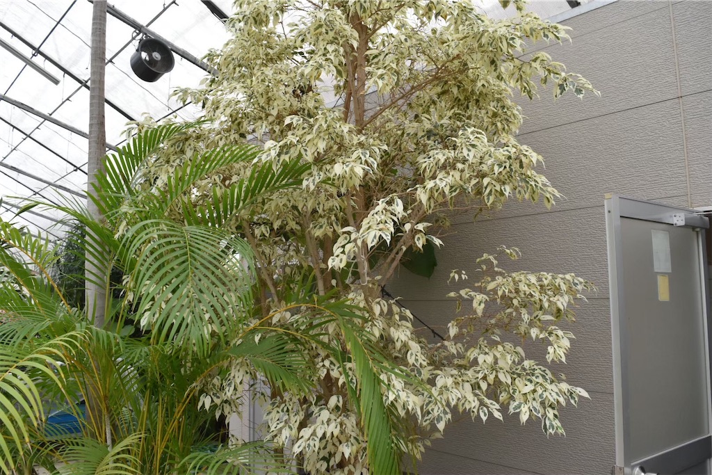 f:id:asasyukan:20201109063617j:image f:id:asasyukan:20201109063617j:image