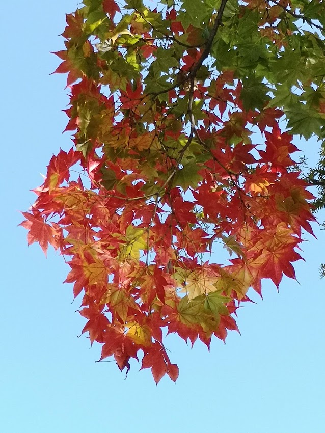 f:id:asato418:20181023045621p:plain