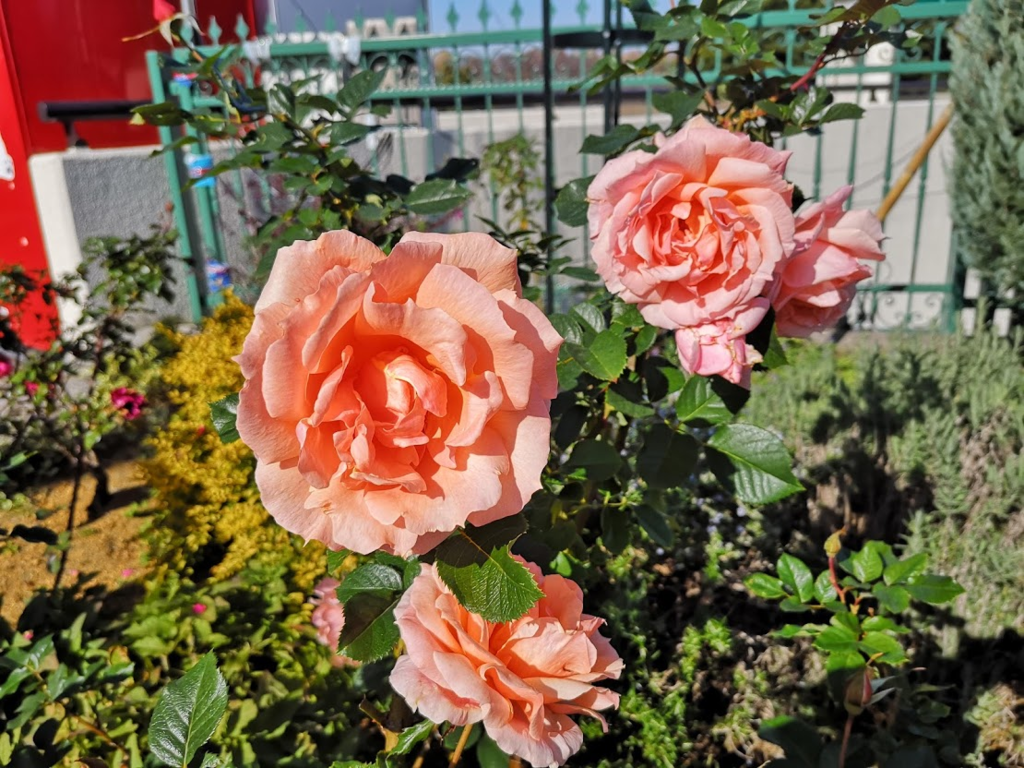 f:id:asato418:20181201215345p:plain