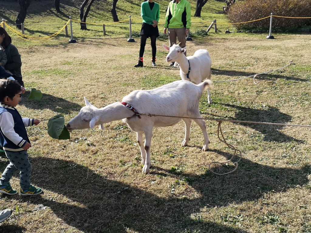 f:id:asato418:20181201215747p:plain