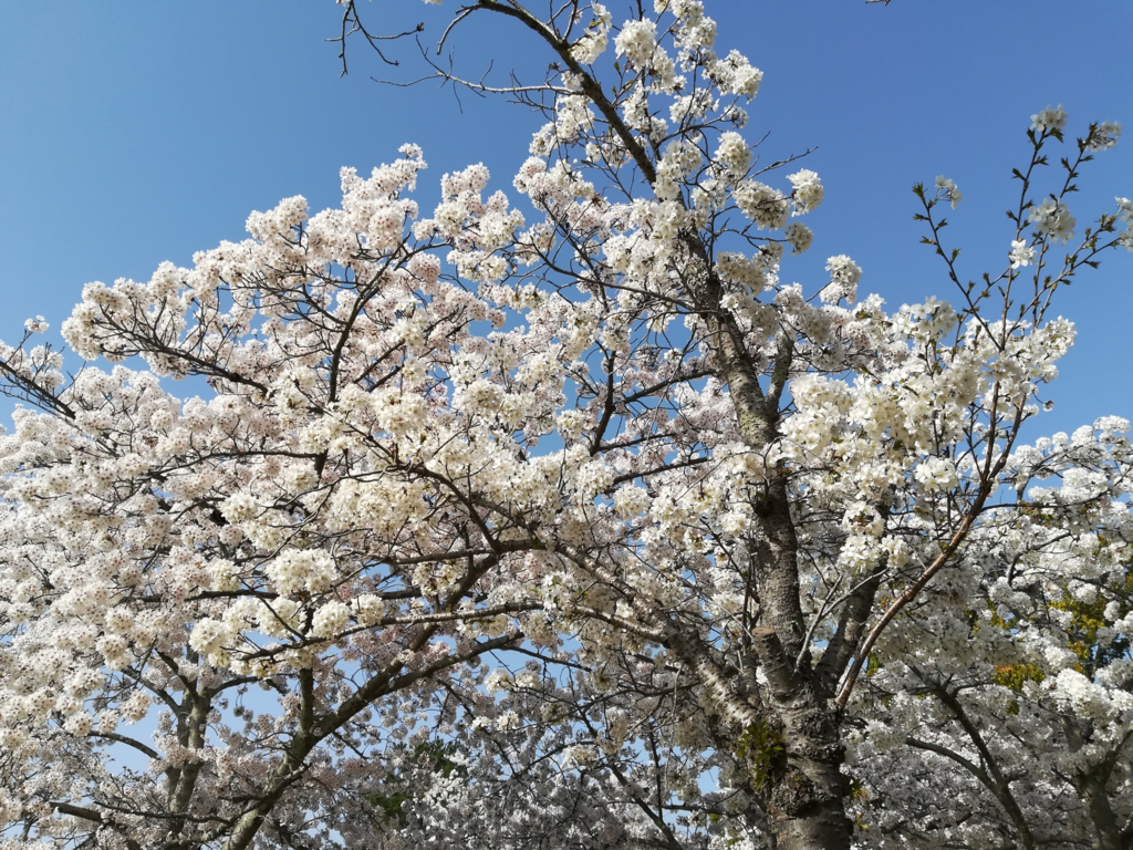 f:id:asato418:20181204202913p:plain